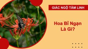 hoa bi ngan man da la 1