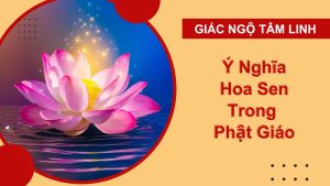 y nghia cua hoa sen trong phat giao 1