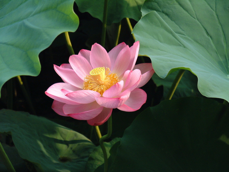 Một số ý nghĩa khác của hoa sen trong Phật giáo